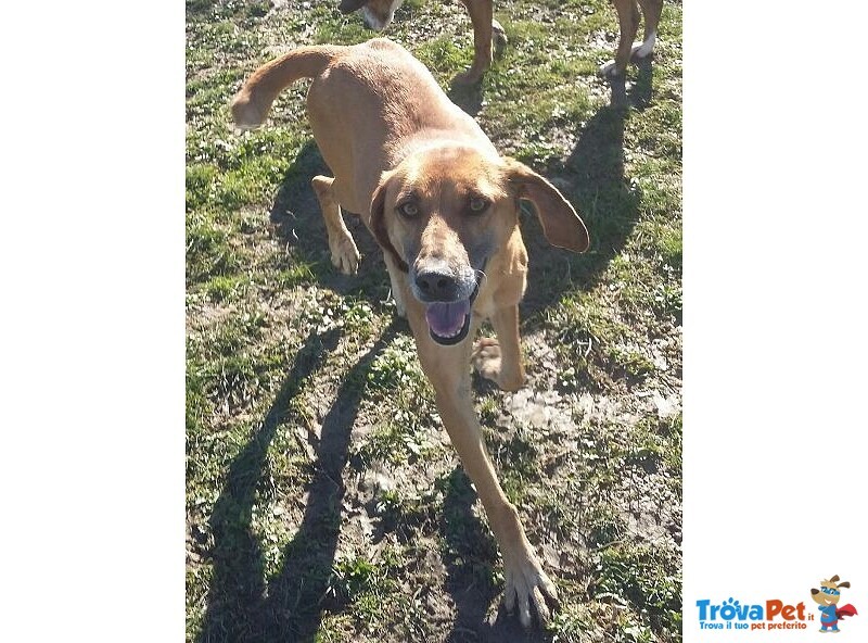 Sandrino un Dolce Simpaticone - Foto n. 6