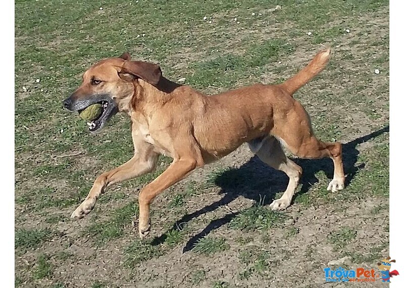 Sandrino un Dolce Simpaticone - Foto n. 7