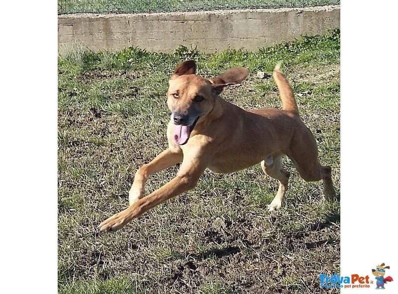 Sandrino un Dolce Simpaticone - Foto n. 8