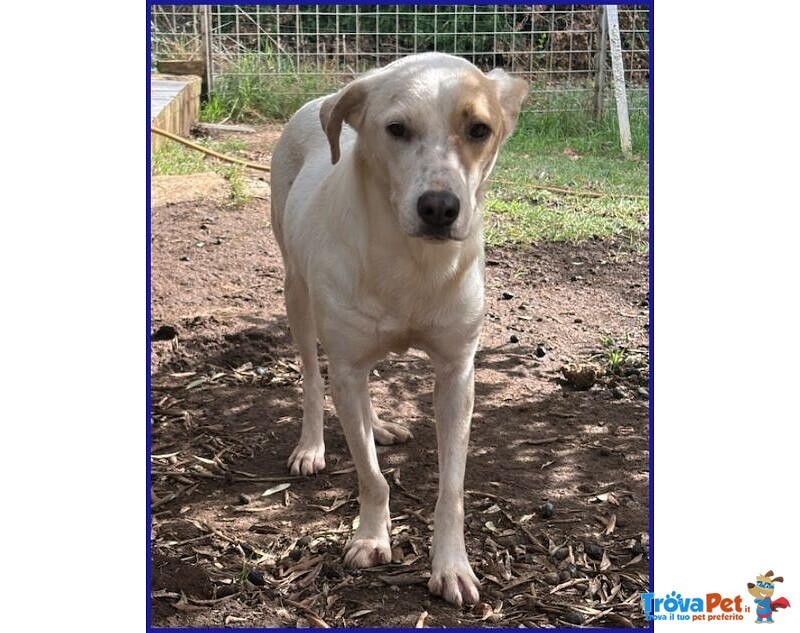 Calu' 2anni Tenera Cagnolina - Foto n. 2