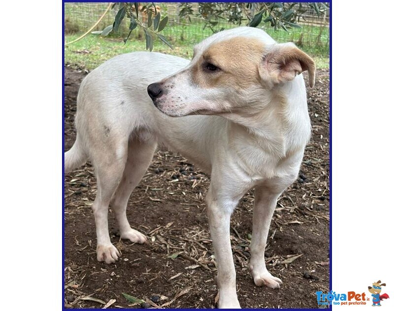 Calu' 2anni Tenera Cagnolina - Foto n. 5