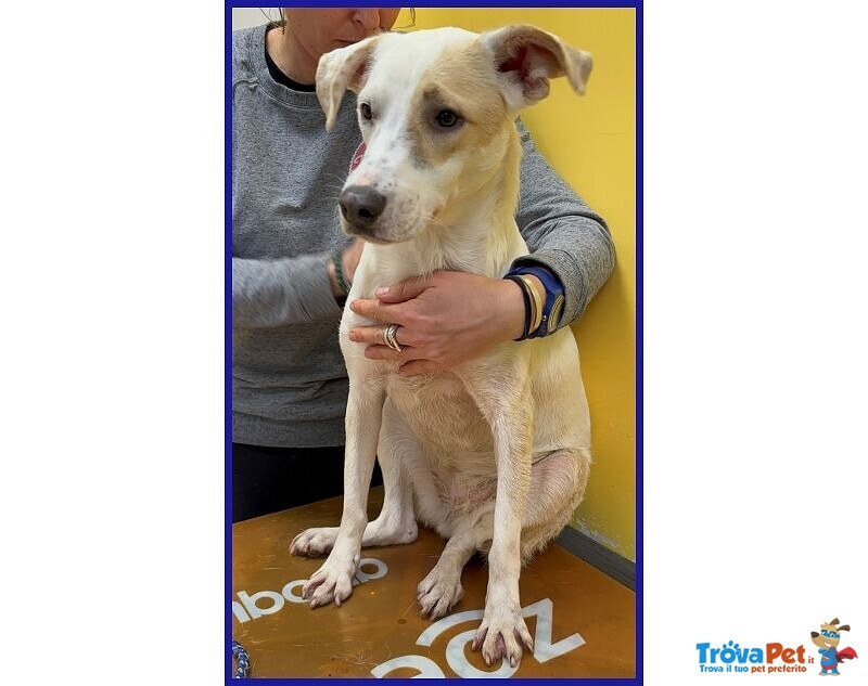 Calu' 2anni Tenera Cagnolina - Foto n. 6