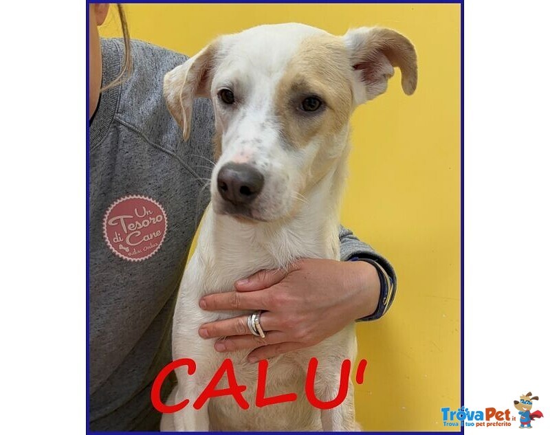 Calu' 2anni Tenera Cagnolina - Foto n. 1