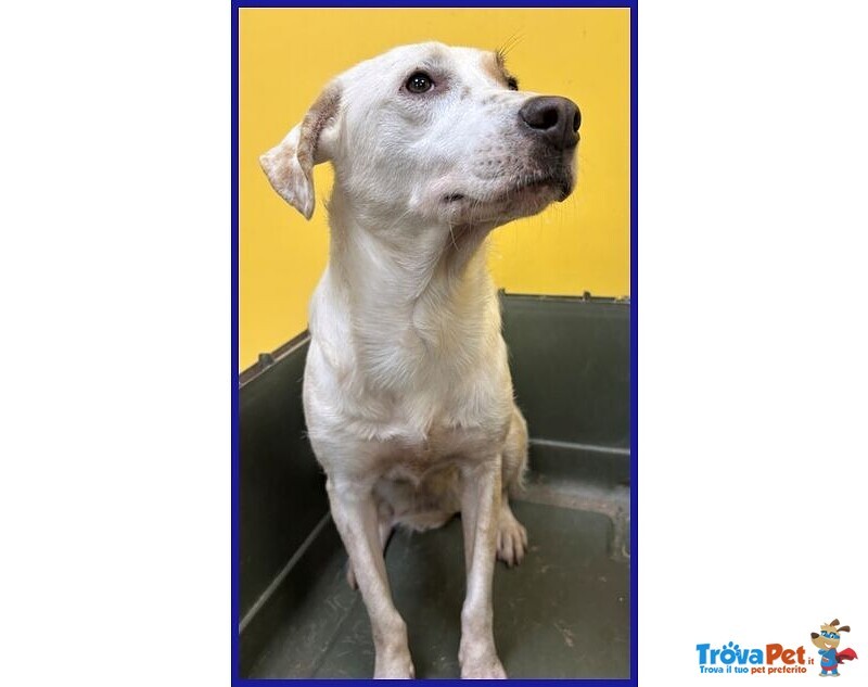 Calu' 2anni Tenera Cagnolina - Foto n. 7