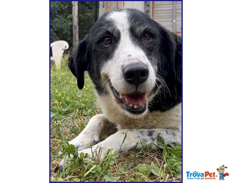 Chianina Dolce Nonnina Patatona tg Mediogrande - Foto n. 1