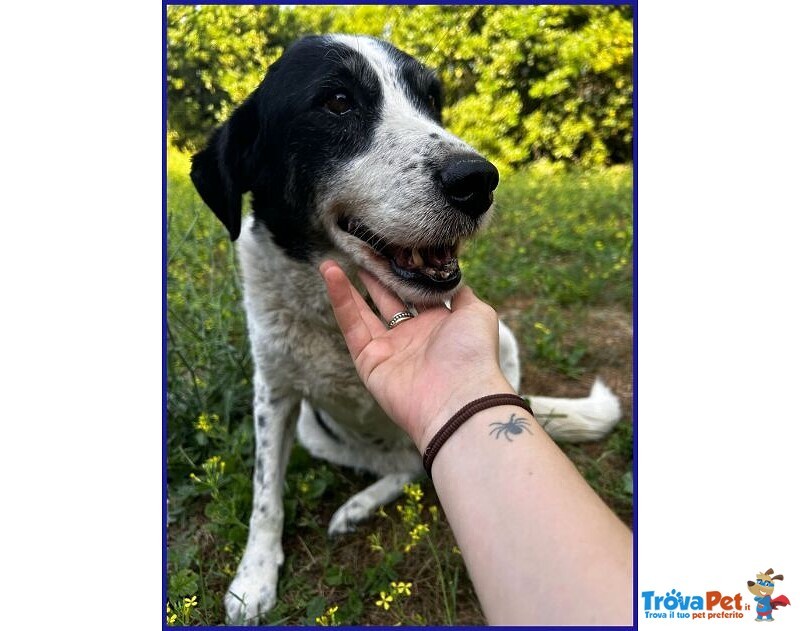 Chianina Dolce Nonnina Patatona tg Mediogrande - Foto n. 2