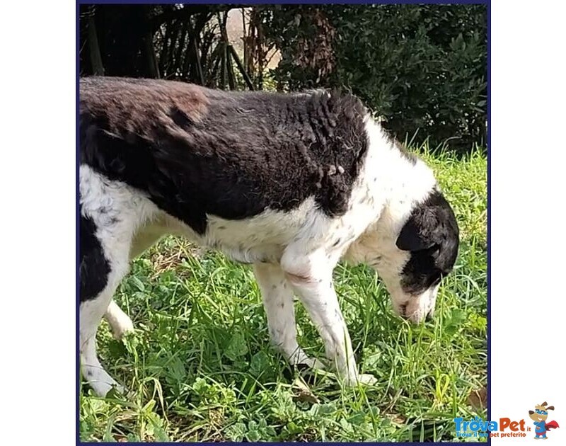 Chianina Dolce Nonnina Patatona tg Mediogrande - Foto n. 3