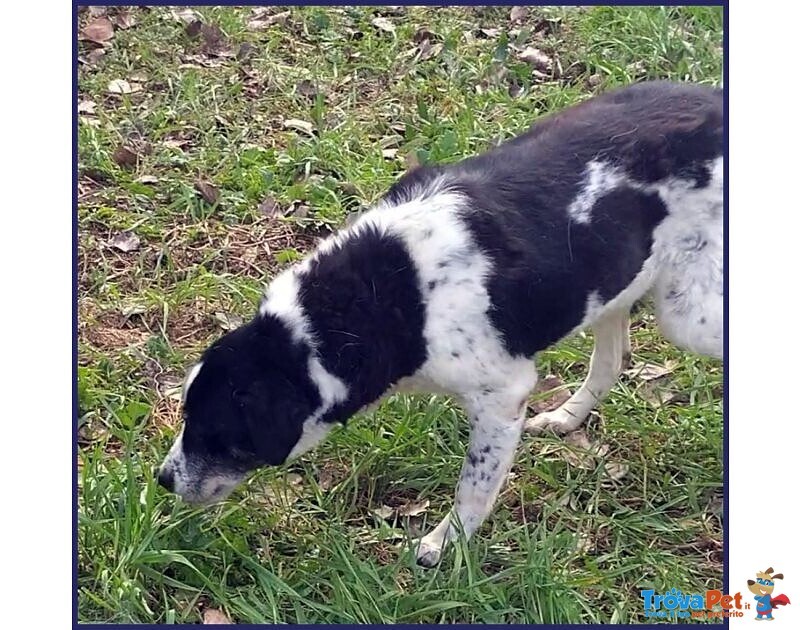 Chianina Dolce Nonnina Patatona tg Mediogrande - Foto n. 4