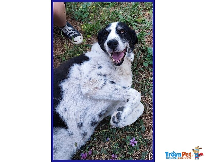 Chianina Dolce Nonnina Patatona tg Mediogrande - Foto n. 5