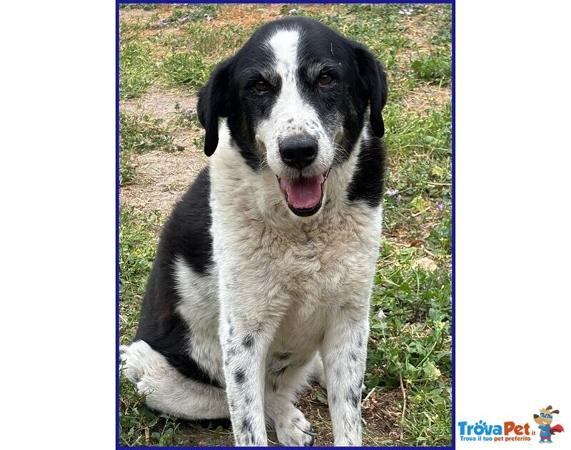 Chianina Dolce Nonnina Patatona tg Mediogrande - Foto n. 7