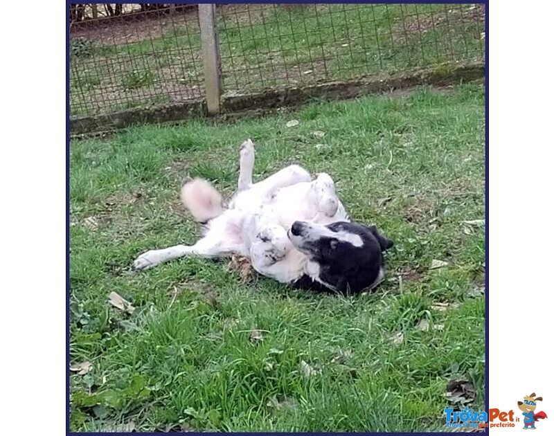 Chianina Dolce Nonnina Patatona tg Mediogrande - Foto n. 8