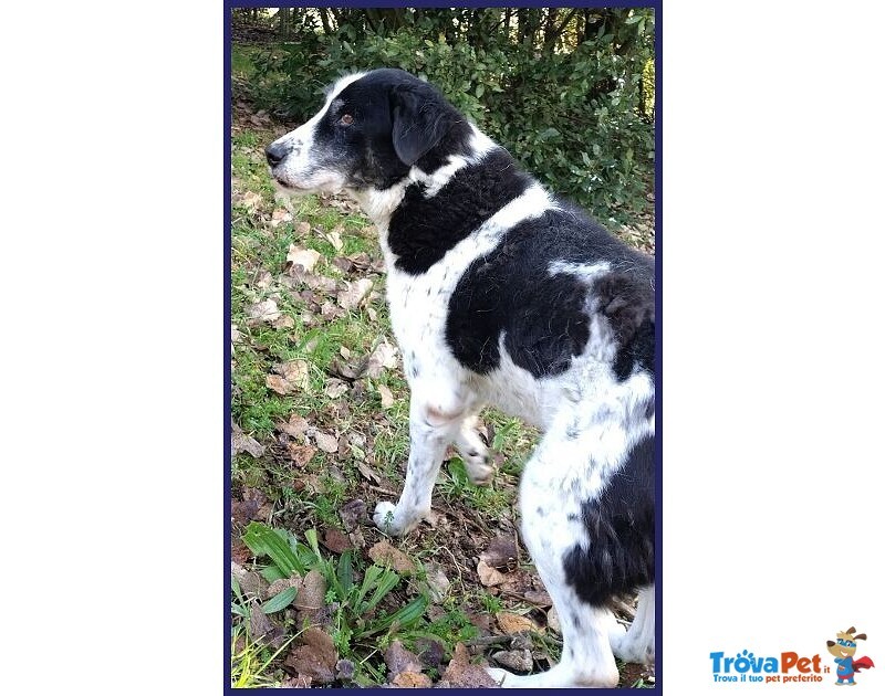 Chianina Dolce Nonnina Patatona tg Mediogrande - Foto n. 9