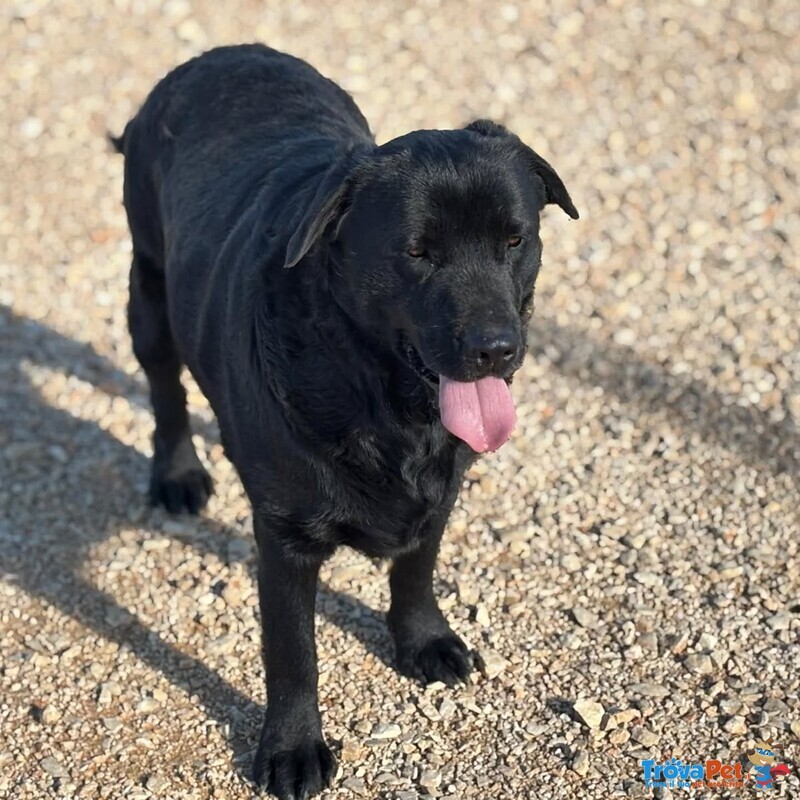 Dorian Splendido Labrador 3 anni e Mezzo Cerca casa - in Adozione - Foto n. 2