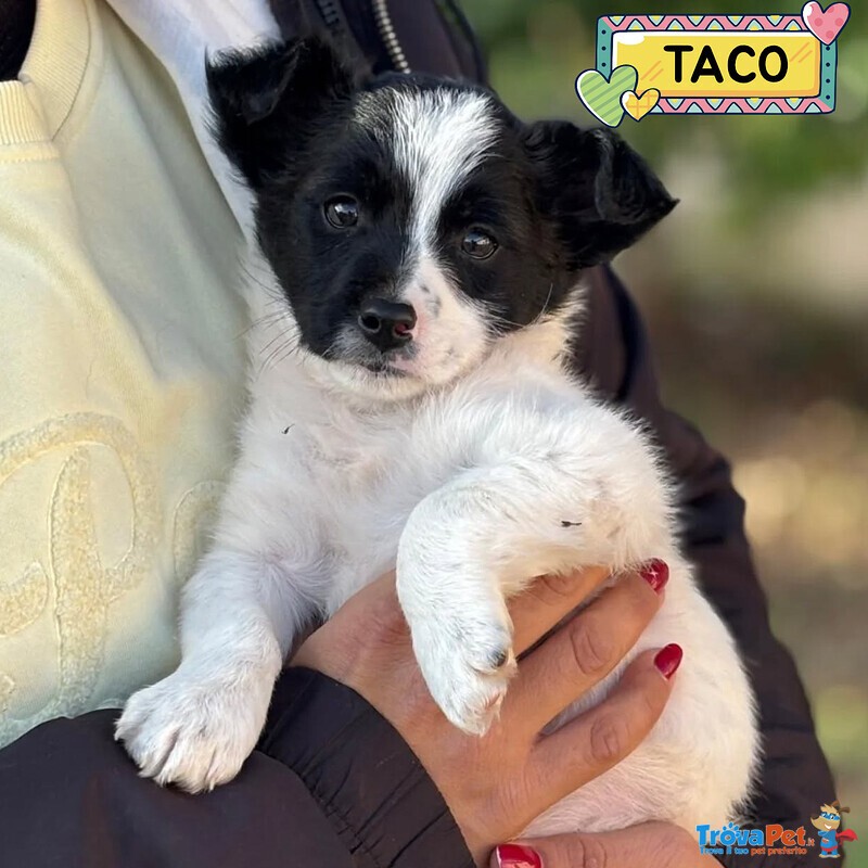 Taco Dolce Cucciolo 2 mesi Taglia mini Cerca casa - in Adozione - Foto n. 1