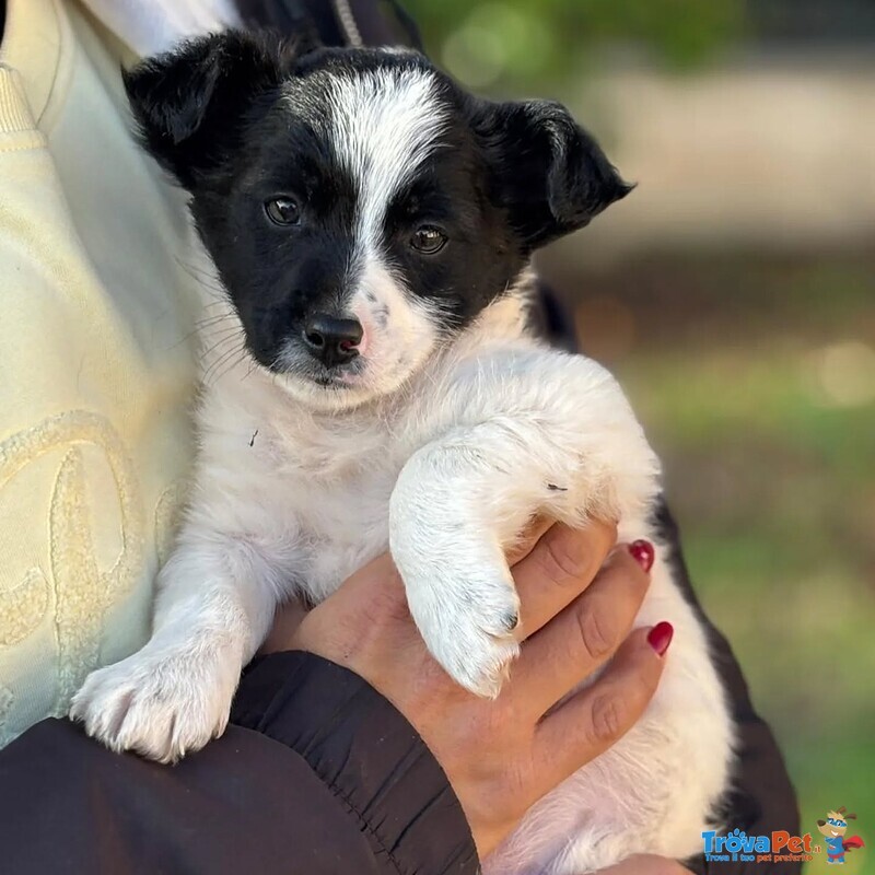 Taco Dolce Cucciolo 2 mesi Taglia mini Cerca casa - in Adozione - Foto n. 2