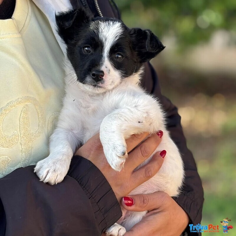 Taco Dolce Cucciolo 2 mesi Taglia mini Cerca casa - in Adozione - Foto n. 4