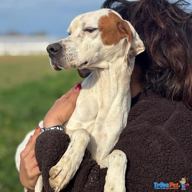 Marmellata Dolce Pointer 2 anni Cerca casa - in Adozione - Foto n. 2