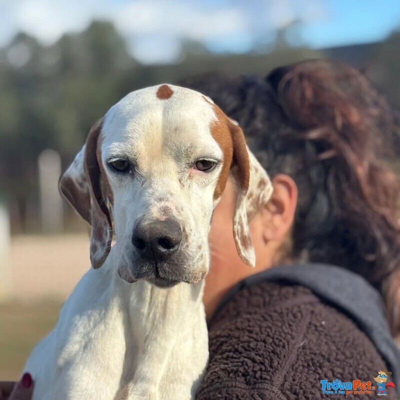 Marmellata Dolce Pointer 2 anni Cerca casa - in Adozione - Foto n. 3