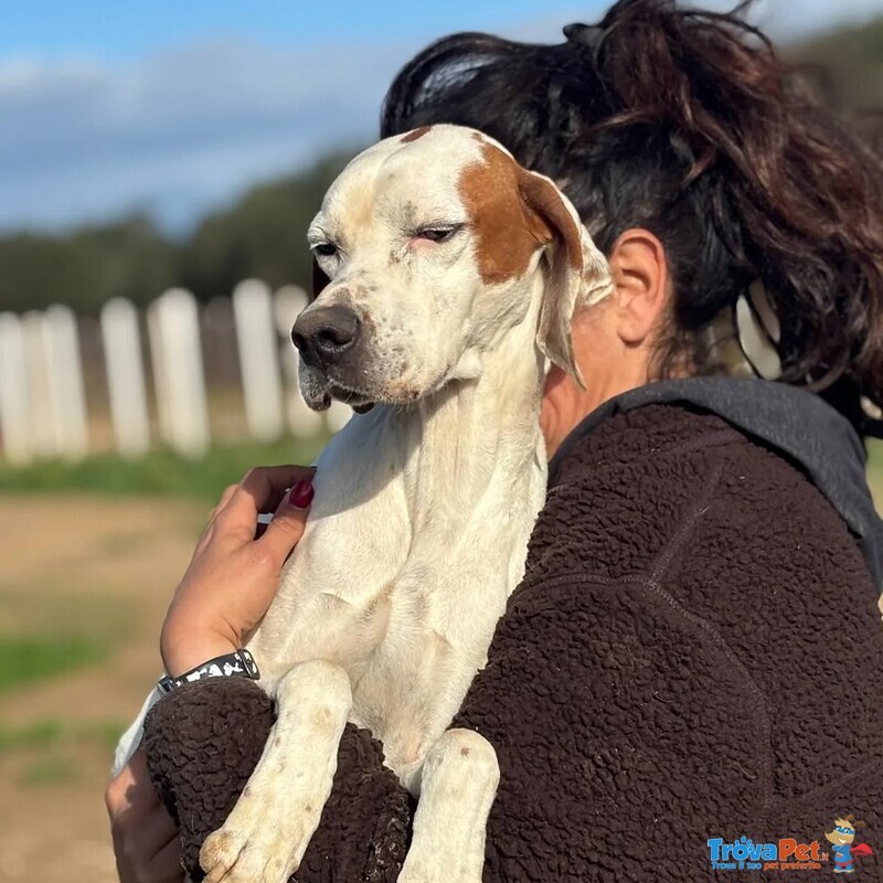 Marmellata Dolce Pointer 2 anni Cerca casa - in Adozione - Foto n. 5