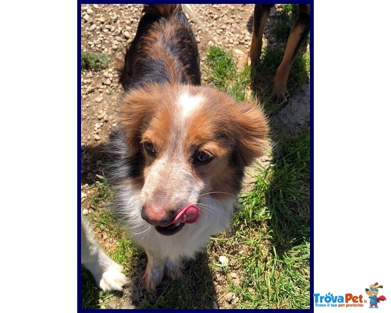 Perseo 8anni un bel Tipetto! tg Mediopicc. - Foto n. 1