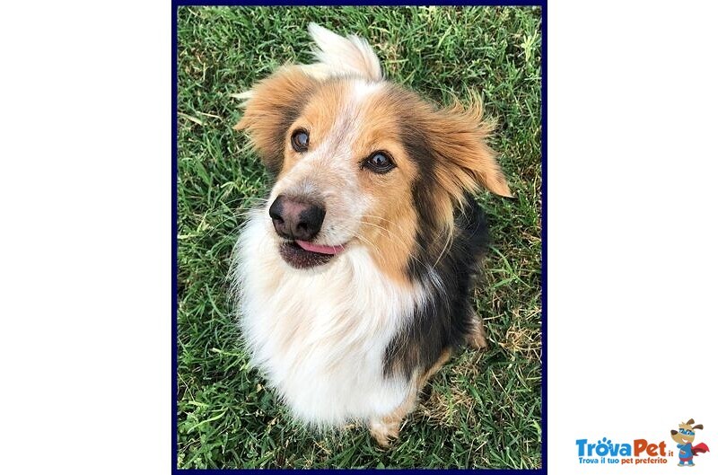 Perseo 8anni un bel Tipetto! tg Mediopicc. - Foto n. 2