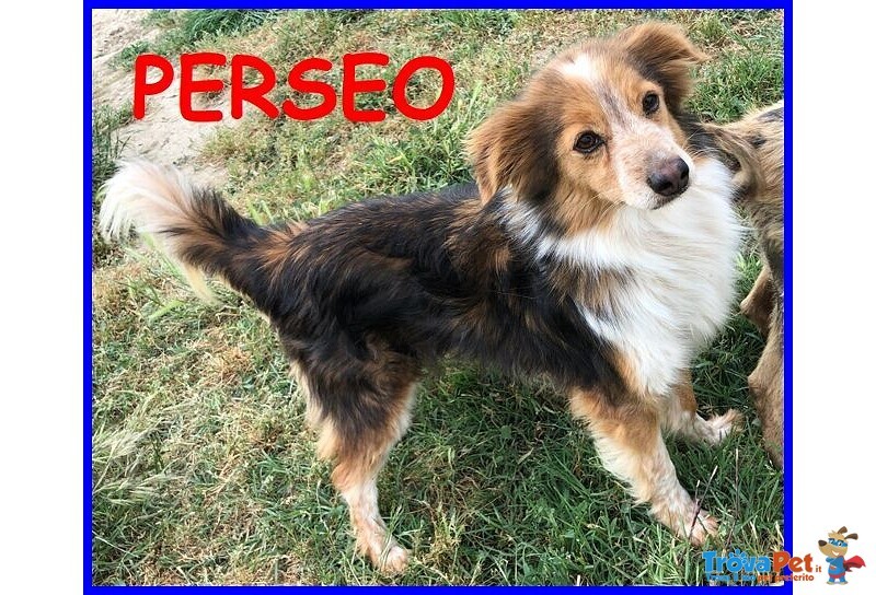 Perseo 8anni un bel Tipetto! tg Mediopicc. - Foto n. 3