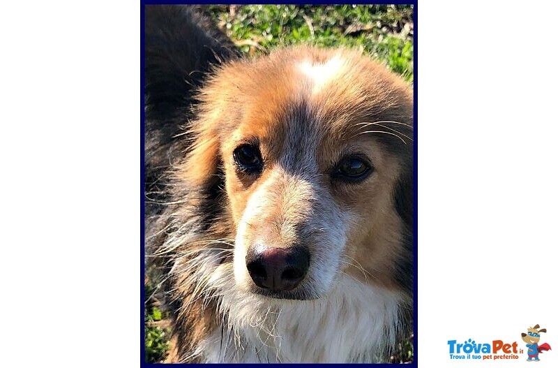 Perseo 8anni un bel Tipetto! tg Mediopicc. - Foto n. 5