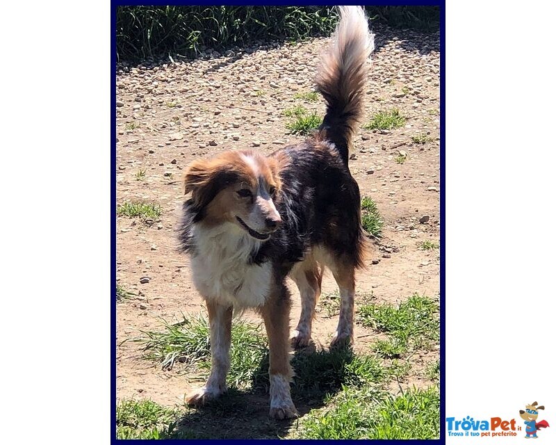 Perseo 8anni un bel Tipetto! tg Mediopicc. - Foto n. 6