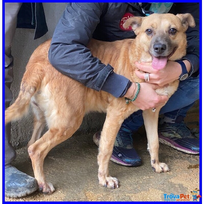 Oriana 10 anni Dolcissima Nonnina tg Mediopicc. - Foto n. 1