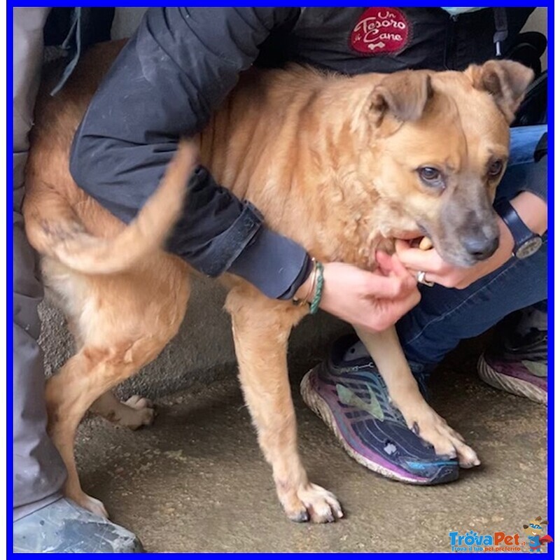 Oriana 10 anni Dolcissima Nonnina tg Mediopicc. - Foto n. 2