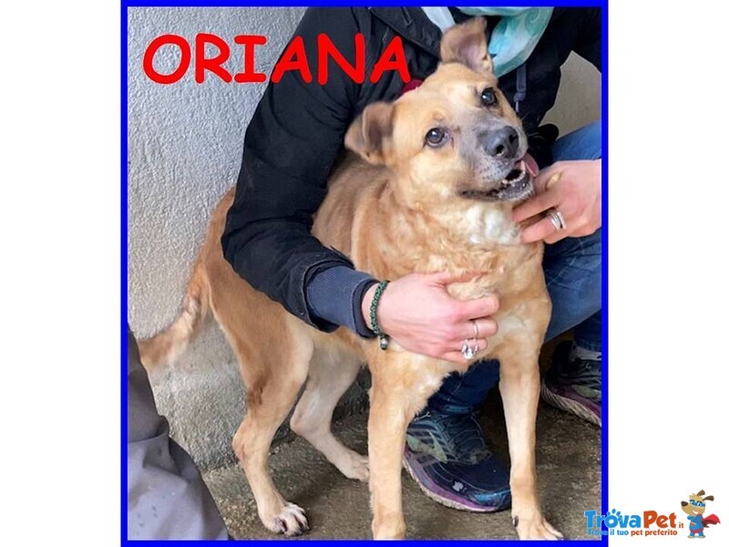 Oriana 10 anni Dolcissima Nonnina tg Mediopicc. - Foto n. 3