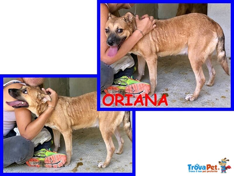 Oriana 10 anni Dolcissima Nonnina tg Mediopicc. - Foto n. 5