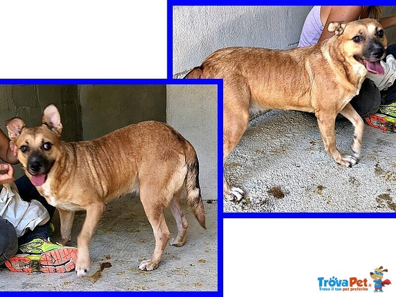 Oriana 10 anni Dolcissima Nonnina tg Mediopicc. - Foto n. 6