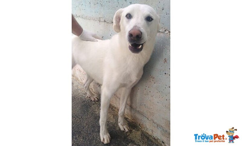 Riccio 3-4anni Dolcissimo con Tutti tg Media - Foto n. 1