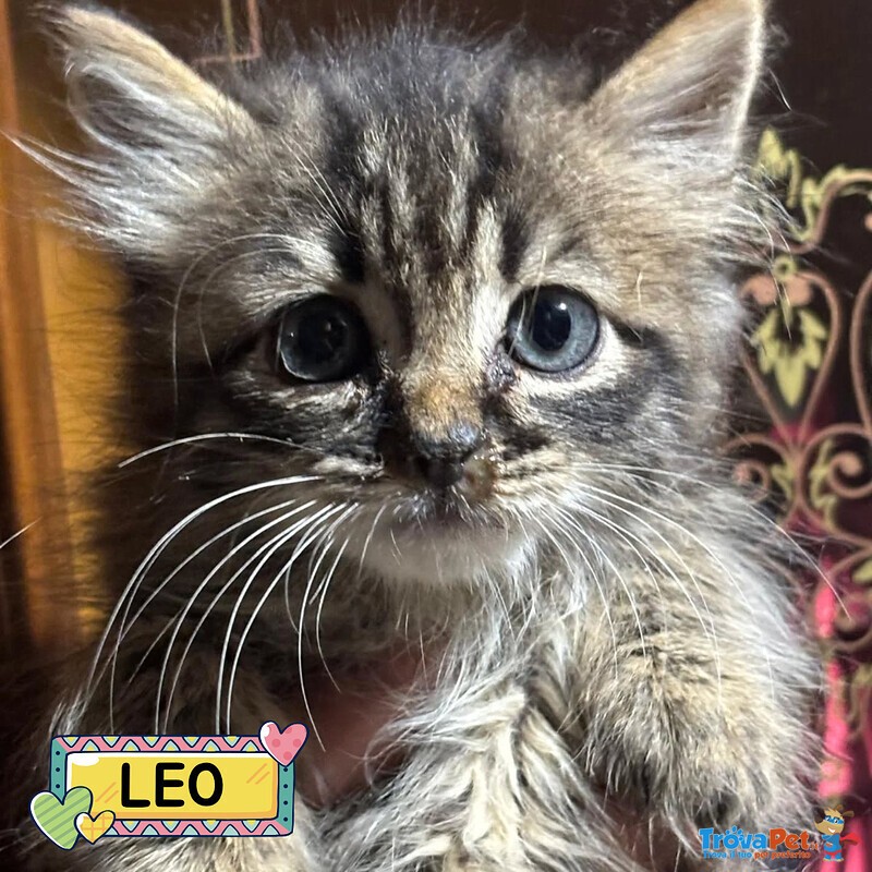 Leo Dolce Micino a pelo Lungo Cerca casa - in Adozione - Foto n. 1