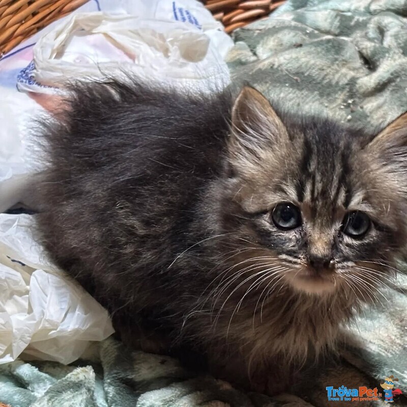 Leo Dolce Micino a pelo Lungo Cerca casa - in Adozione - Foto n. 3