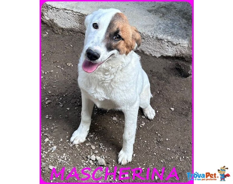 Mascherina Cucciolona Simil jack Russell tg Mediopiccola - Foto n. 1