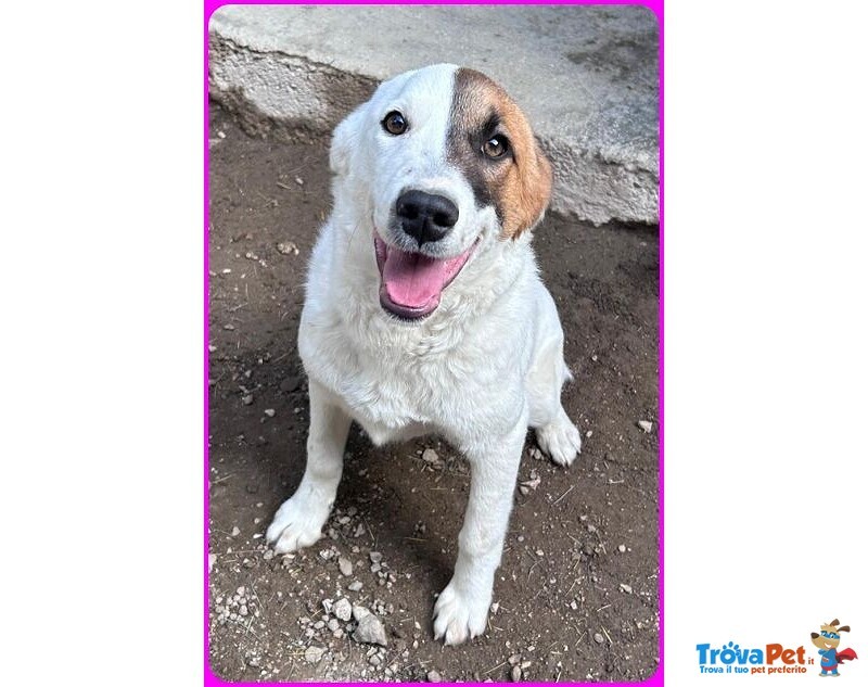 Mascherina Cucciolona Simil jack Russell tg Mediopiccola - Foto n. 3