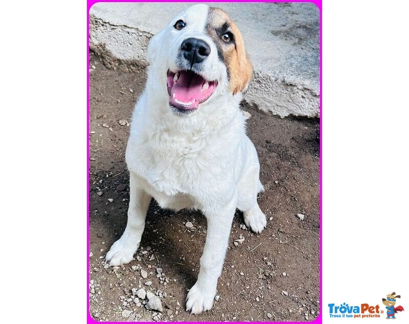 Mascherina Cucciolona Simil jack Russell tg Mediopiccola - Foto n. 4