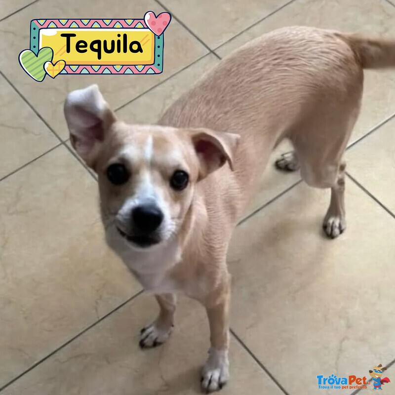 Tequila Dolce Cagnolino Taglia Piccola in Adozione a Latina - Foto n. 1