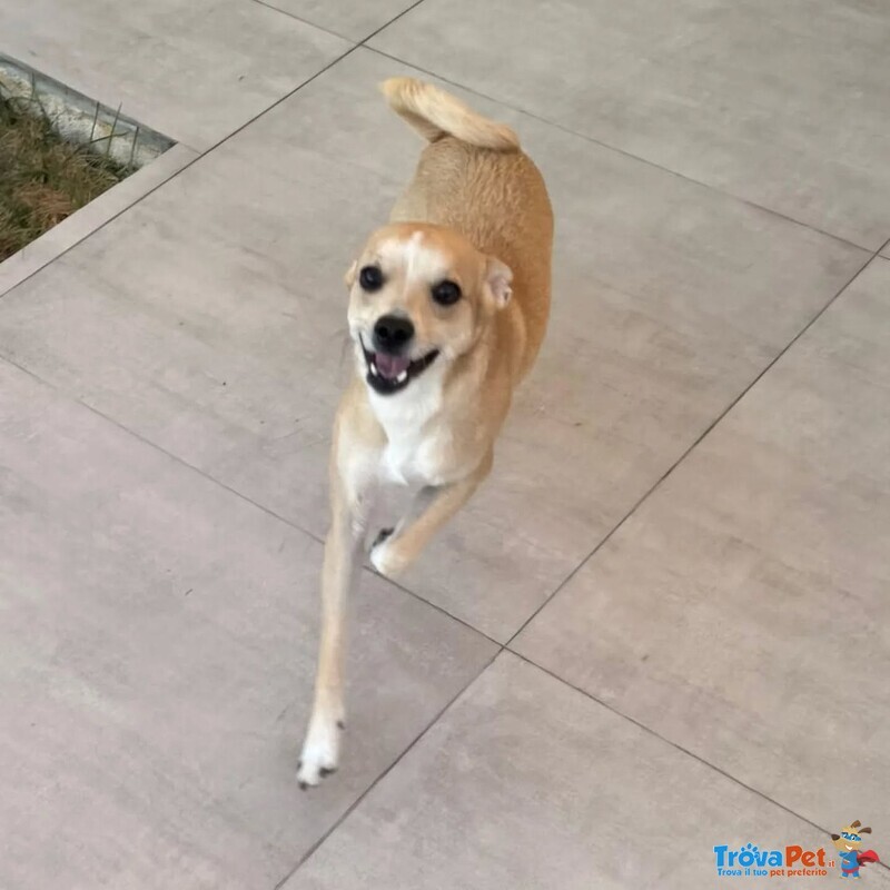 Tequila Dolce Cagnolino Taglia Piccola in Adozione a Latina - Foto n. 2