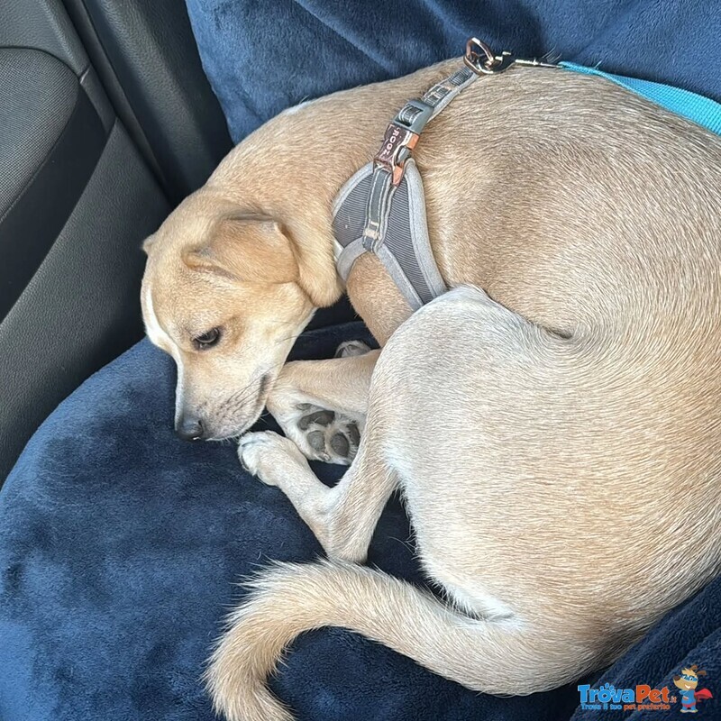 Tequila Dolce Cagnolino Taglia Piccola in Adozione a Latina - Foto n. 4