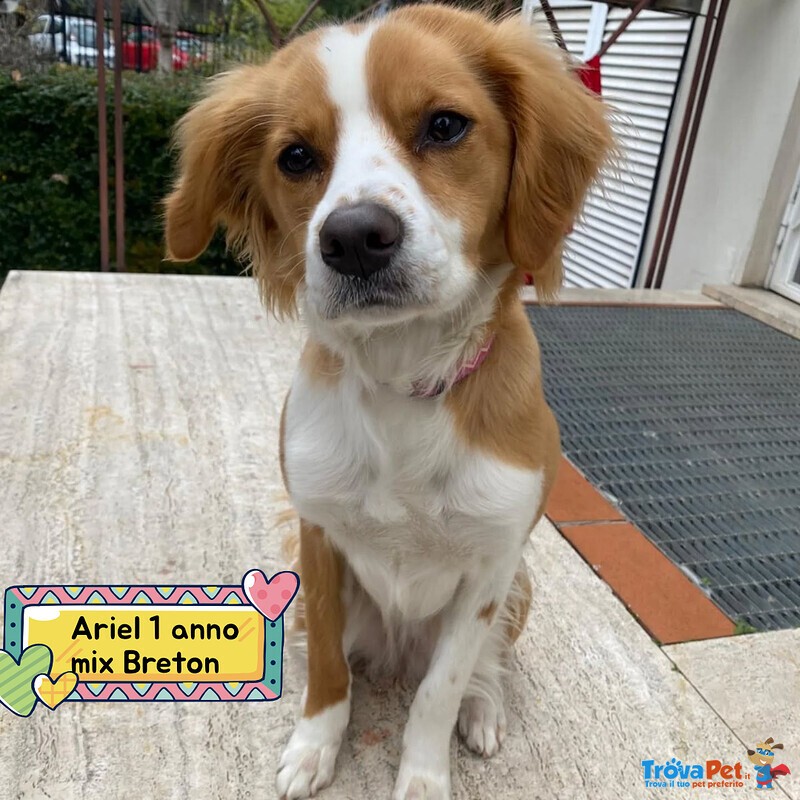 Ariel 1 anno mix Breton Cerca casa - Cagnolina Giocherellona e Dinamica in Adozione - Foto n. 1