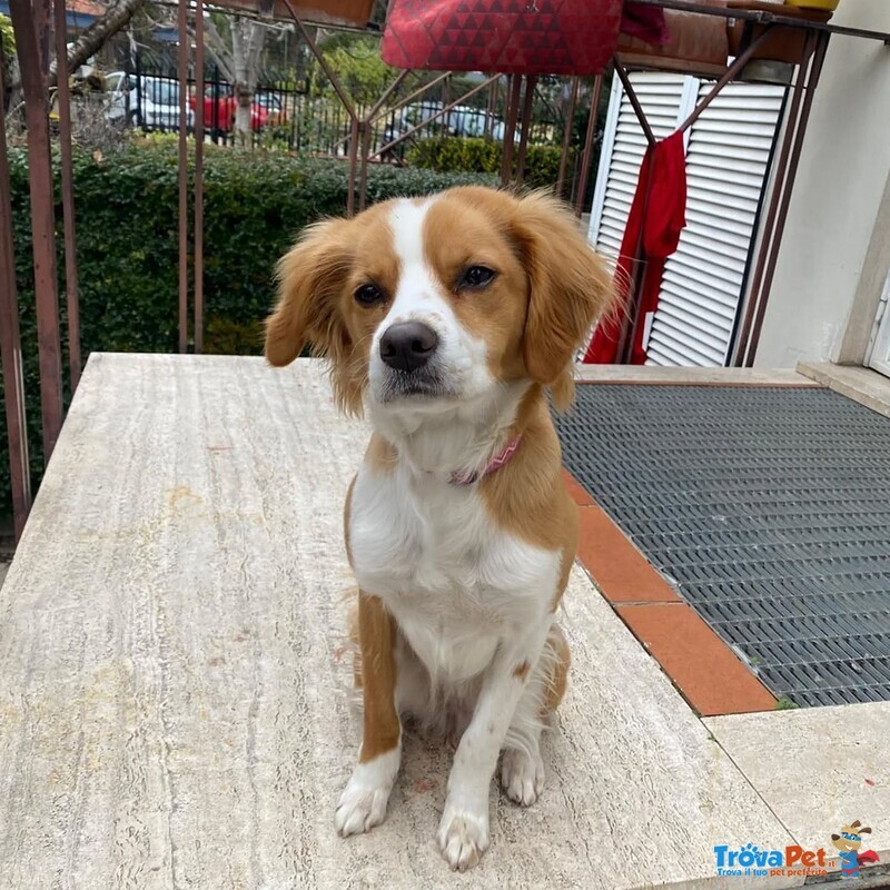 Ariel 1 anno mix Breton Cerca casa - Cagnolina Giocherellona e Dinamica in Adozione - Foto n. 2