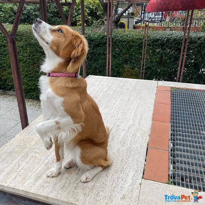 Ariel 1 anno mix Breton Cerca casa - Cagnolina Giocherellona e Dinamica in Adozione - Foto n. 4