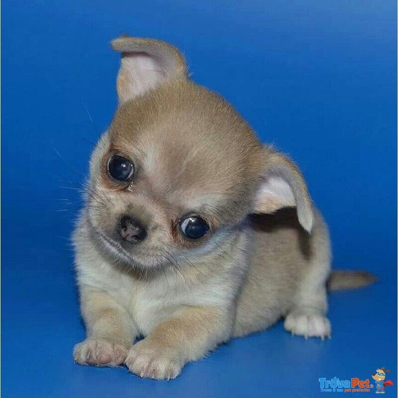 Chihuahua toy Cuccioli Fulvi pag Rateale - Foto n. 1