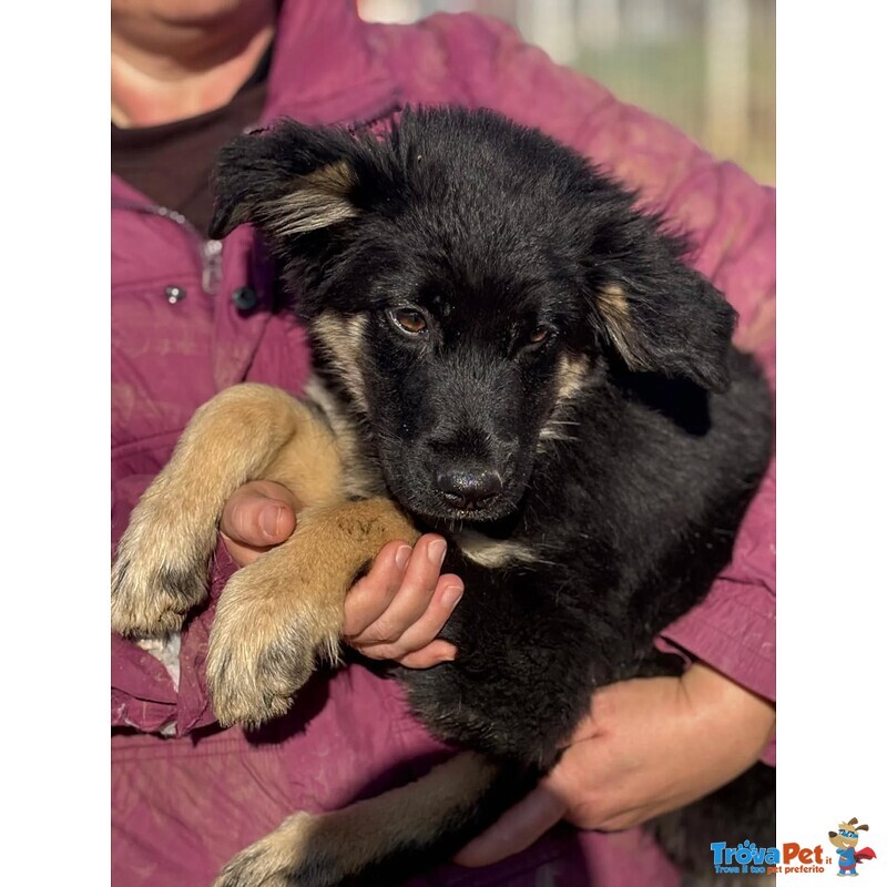 Alex Cucciolo 4 mesi Incrocio Border Collie in Adozione - Foto n. 2