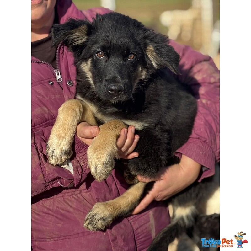 Alex Cucciolo 4 mesi Incrocio Border Collie in Adozione - Foto n. 3