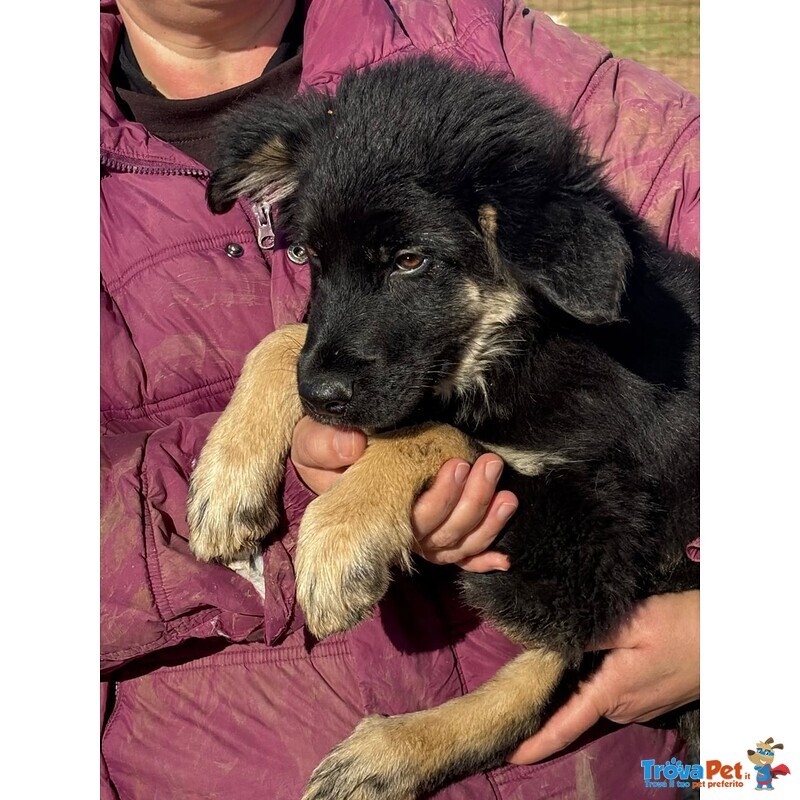 Alex Cucciolo 4 mesi Incrocio Border Collie in Adozione - Foto n. 5