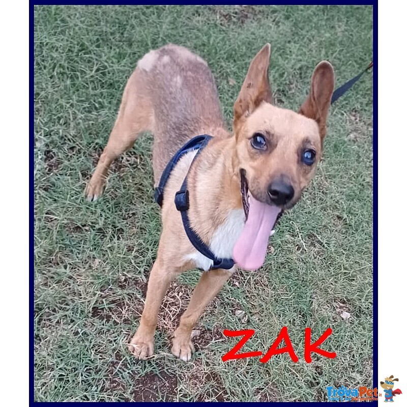 Zak Tenero Piccoletto Hanno Rinunciato a Lui - Foto n. 1